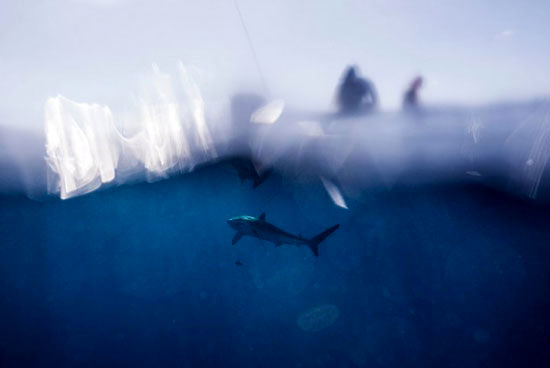عکس: صید شبح دریا!