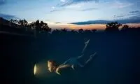 شنا به سوی نور در عکس روز نشنال جئوگرافیک