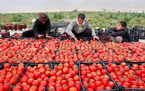 گرانی رب ربطی به گرانی گوجه ندارد