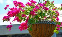 19 استفاده متفاوت و جالب از قالب های یخ