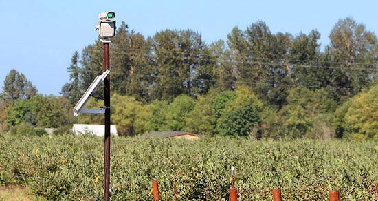 استفاده از لیزر در مزارع برای ترساندن پرنده‌ها