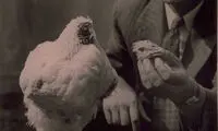 ماجرای مرغی که 18 ماه بدون سر زنده ماند!
