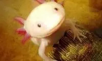 این ماهی دست و پا دارد +عکس