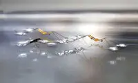 رباتی جالب به شکل حشره +عکس