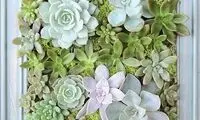 این گیاهان را به خانه مدرن تان دعوت کنید