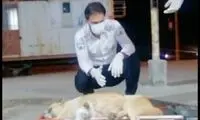 درمان اورژانسی سگ نگهبان در پی تصادف