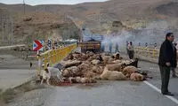 عکس: برخورد تریلر با گله گوسفند