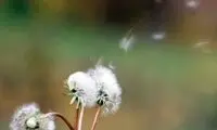 آژير آلـرژي به صدا در مي‌‌آيد!