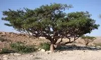 کُندر؛ خواص و مضرات