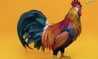 پرندگان کاغذیِ حیرت انگیز +عکس