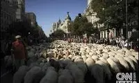 تظاهرات عجیب گوسفندها در مادريد!/عکس