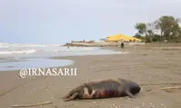 لاشه یک قلاده «فک خزری» در ساحل «سرخرود»