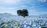 دریایی از شکوفه های آبی در پارک ژاپن