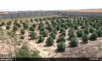 کشف مزرعه کاشت ماری جوانا در بستان آباد