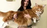 بلندترین گربه جهان