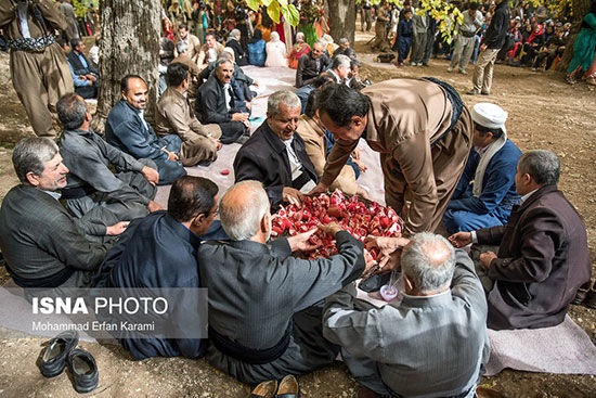 آیین شکرگزاری انار در روستای خانقاه شهرستان پاوه