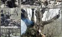 قطع درخت ۷۰۰ساله گردو در منطقه «کهمان»