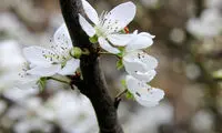 عکس: شکوفه دادن درختان در مازندران