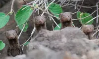 عکس‌هایی ناب، از دنیای حیوانات