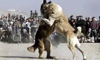 تصاویر غم انگیز از سگ دعواهای انسانی