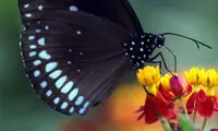 گزارش تصویری: باغ پروانه ها در سری لانکا