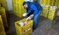 مردم برای دپوی مرغ پول ندارند