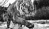 پوسترهایی زیبا از دنیای حیوانات
