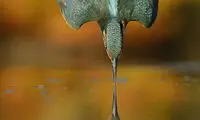 عکسی پس از 6 سال و 720000 بار تلاش!