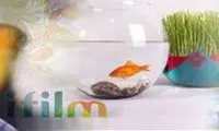 رفیعی و جواد هاشمی؛ مجریان «به وقت بهار»