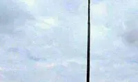 بلندترین درخت خرما در جهان