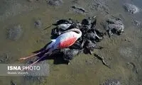 تلفات پرندگان میانکاله به بیش از ۴۰۰۰لاشه رسید