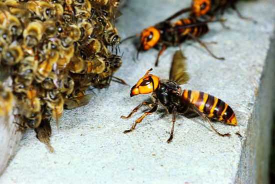 موجودات عجیب: زنبور عظیم الجثه +عکس