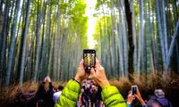 عکس روز نشنال جئوگرافیک؛ در میان بامبو