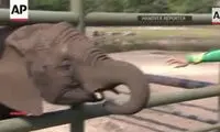 فیل آلمانی مسابقات را پیشگویی می‌کند!
