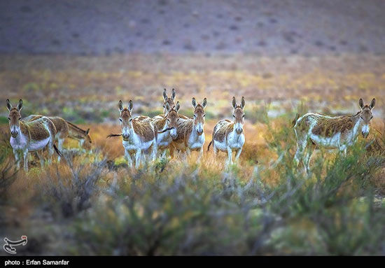 خطر انقراض بیخ گوش «گور ایرانی»