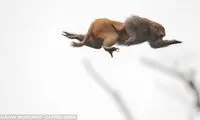 عکس هایی از میمون عاشق آدرنالین!