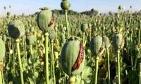 شرایط کاشت قانونی خشخاش در کشور اعلام شد!