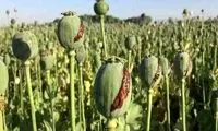 شرایط کاشت قانونی خشخاش در کشور اعلام شد!