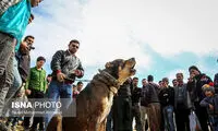 جمعه بازار پرندگان در مشهد