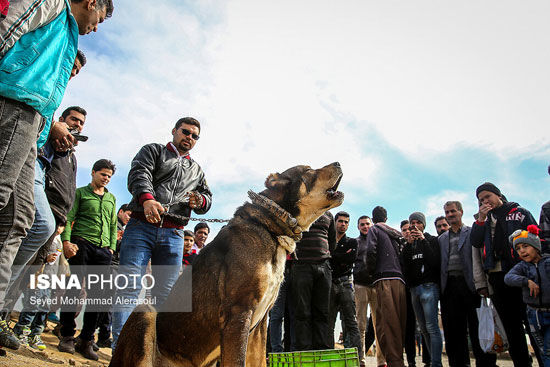 جمعه بازار پرندگان در مشهد