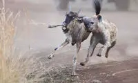 عکس روز نشنال جئوگرافیک؛ چرخه زندگی