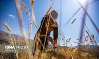 برداشت سنتی گندم