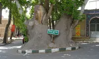 محلات؛ شهری با چناری به قدمت تاریخ