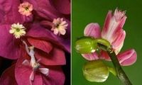 حشره ای جذاب‌تر از گل! +عکس