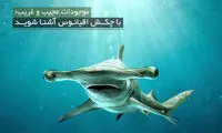 با چکش اقیانوس آشنا شوید! +عکس