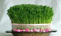 سبزه عید ایرانیان چقدر آب هدر می‌دهد؟