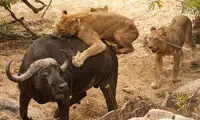 یک گله شیر از پس بوفالو بر نیامد! +عکس
