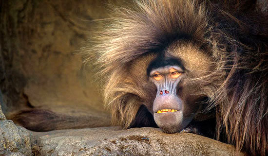 میمون آفریقایی با نام عنتر دم کوتاه! +عکس