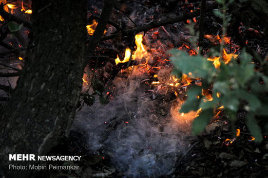 جنگل‌های «مِرگ» در آتش سوخت