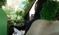 تاکسی جنگلی در تهران!